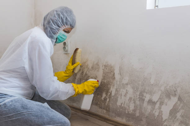Office Mold Removal Services in West Frankfort, IL