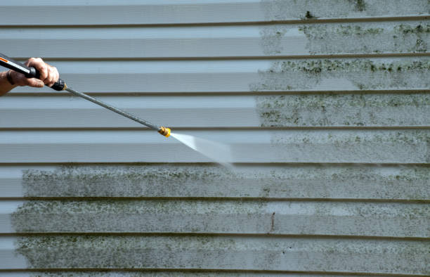 Mold Testing and Removal in West Frankfort, IL
