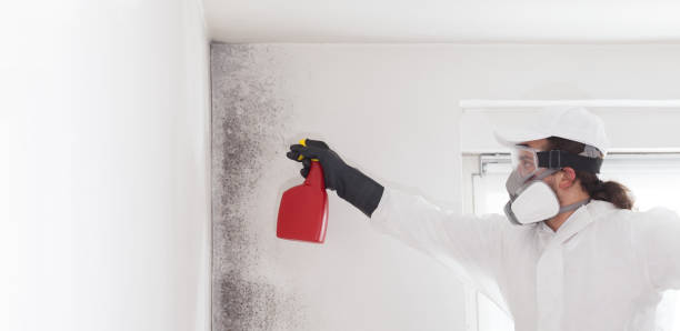 Best Mold Removal and Inspection  in West Frankfort, IL