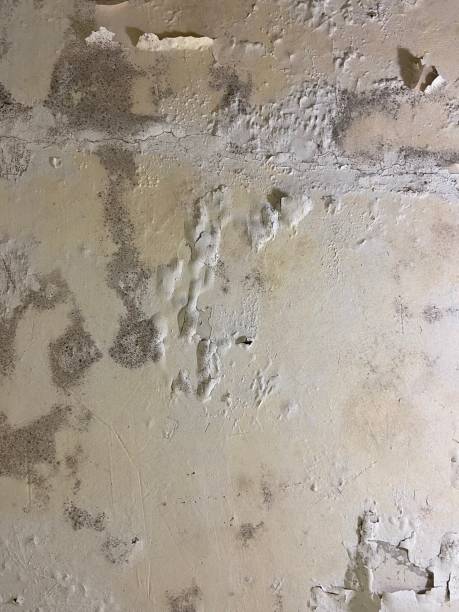 Attic Mold Removal in West Frankfort, IL
